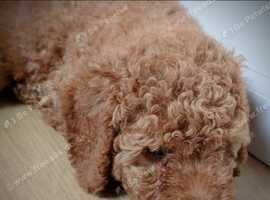 Miniature Poodle Puppies KC in Alloa