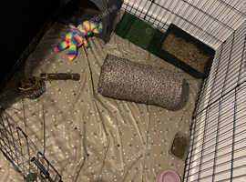 Female dwarf lop