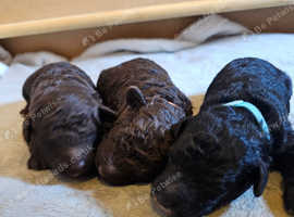 2 LEFT Gorgeous Toy Poodle pups