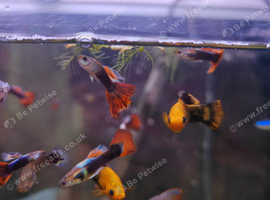 Guppies