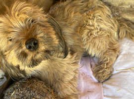 Looking for him new home