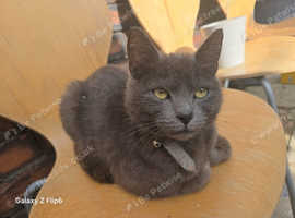 Female cat