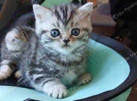 Bsh.Silver Tabby kitten.GCCF.