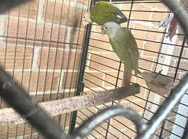 Conure ( Mint )
