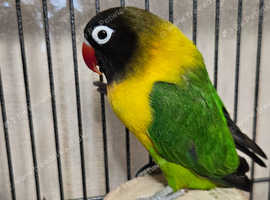 Black Masked Lovebird /Yellow-Collared Female (Adult)