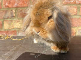Lionlop male
