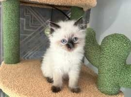 Pure-bred Seal Point Ragdoll Kittens 11 weeks