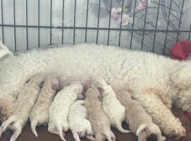 Beautiful Poochon Puppies