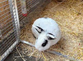 English lop x buck in Preston