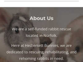 Hethersett Bunnies