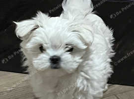 KC Korean Bloodline Maltese boys