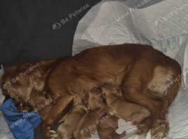 King Charles puppies for sale