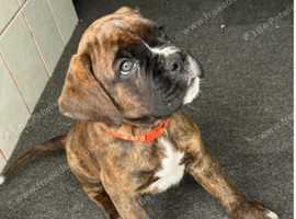 Boxers Puppies and Dogs for sale in Mildenhall Freeads