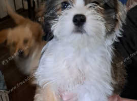 Molltess  cross chihuahua