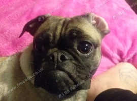 1 Yr Old Pug X Frenchbulldog in Old Sarum SP4 on Freeads Classifieds ...