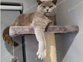 GCCF Active British Shorthair Lilac Girl