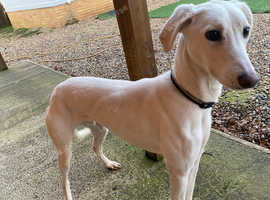 Young greyhound dog