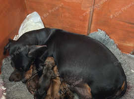Minature Dachshund Puppies