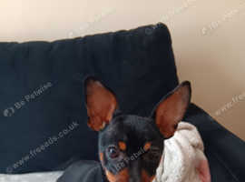 Russian Toy Terrier For Sale