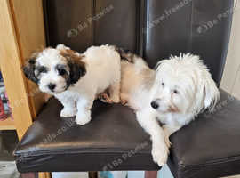 Maltese puppy girl