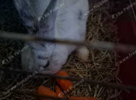 Female rabbit for rehoming