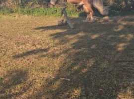 7 year old 13.2.hh Gelding