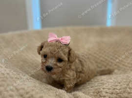 4 beautiful Cavapoochon puppies