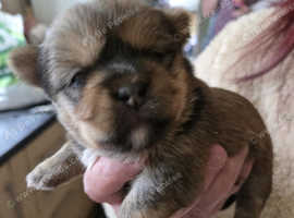 Shorkies for sale