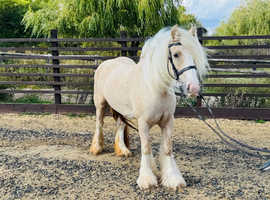 Super safe ideal first pony Penelope