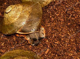 Giant land snails, slugs, millipedes and slugs needing homes