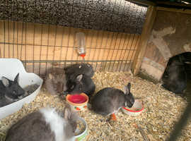 5 rabbits looking a new home