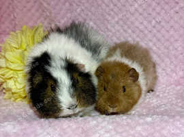 3 Hairy Popper Pairs available