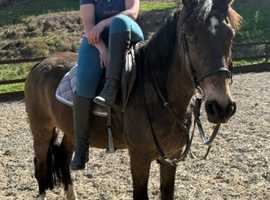 Super family horse - All round sweetie