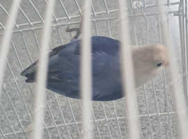 Female Lovebird
