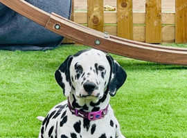Beautiful Dalmatian Needs A New Home