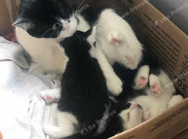 Kittens (Moggies) £20 to good home