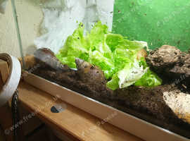 Three junior African land snails for sale