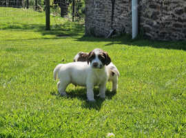 springer spaniel puppies