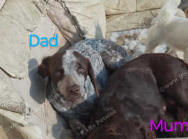 Lovely spaniel puppies