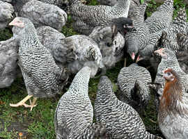 Barred Marans  - Point of Lays - Lancashire