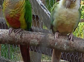 Conures and Quakers