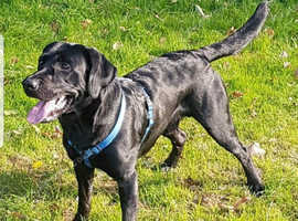 Proven Labrador Stud
