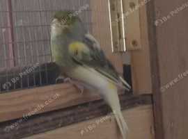 Male canaries