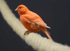 Red Canaries,27