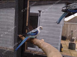 BLUE PENNANT COCK BIRD FOR SALE
