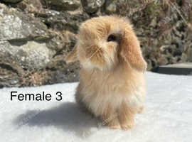 Stunning harlequin mini lops for sale!