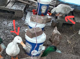 3 pairs of ducks