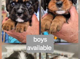 Cavalier king charles puppies