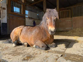 Exmoor 12 year old mare