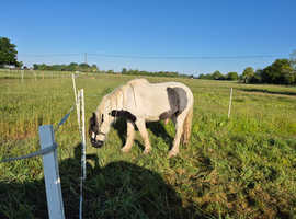 4 year old cob gelding
